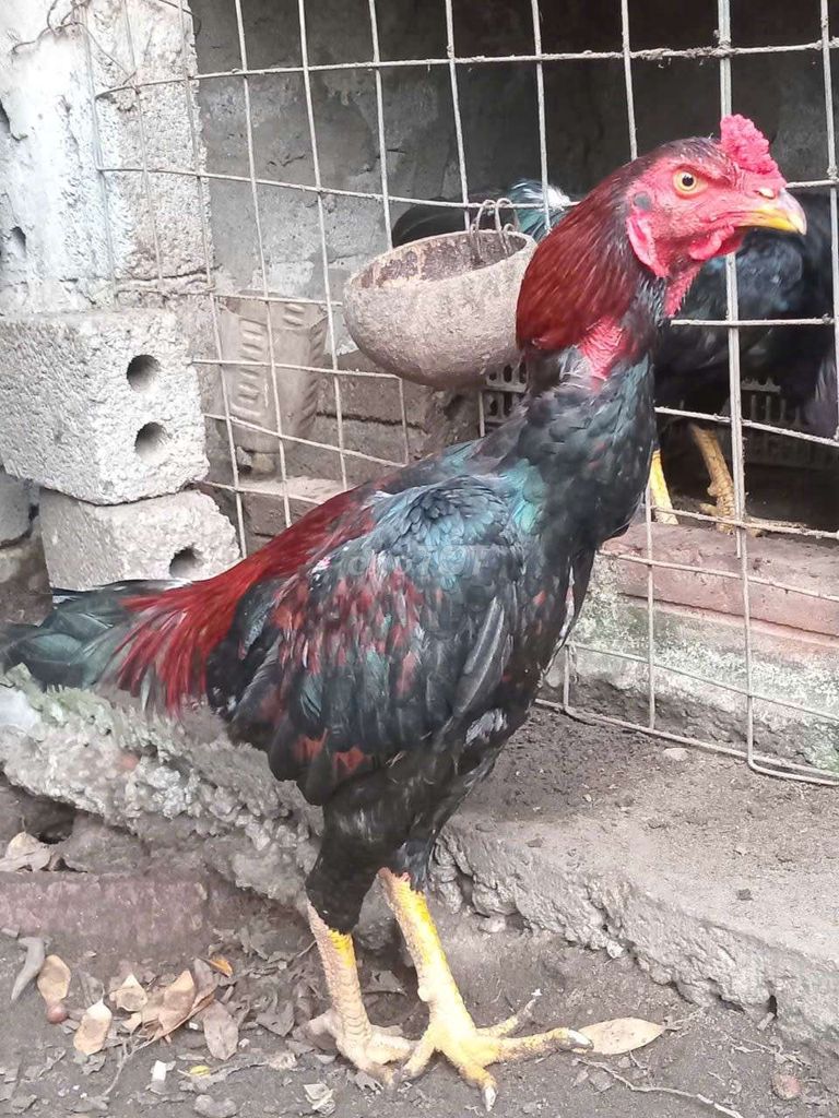 tía tơ. Mua bán Gà tại Huyện Thường Tín Hà Nội được đăng bởi Đức Thiện hình 1