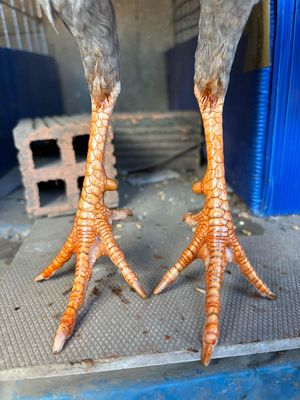 Gà Xám Đực 1.23kg