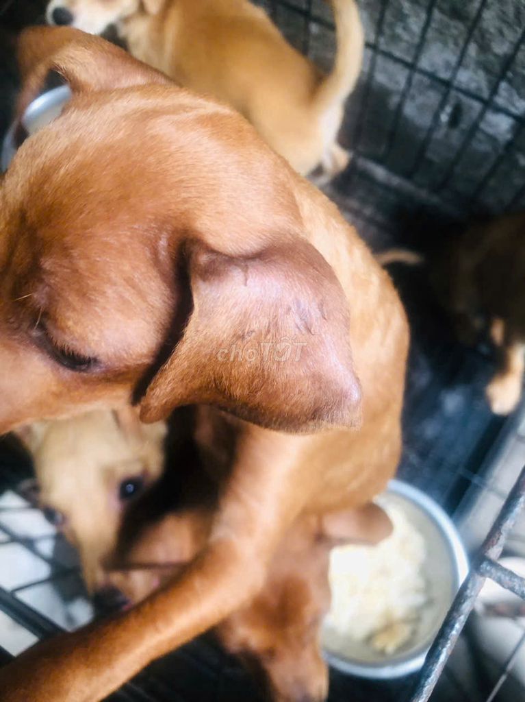 Chó con Nâu vàng. Mua bán Chó tại Quận Nam Từ Liêm Hà Nội được đăng bởi Phúc Nguyễn hình 1