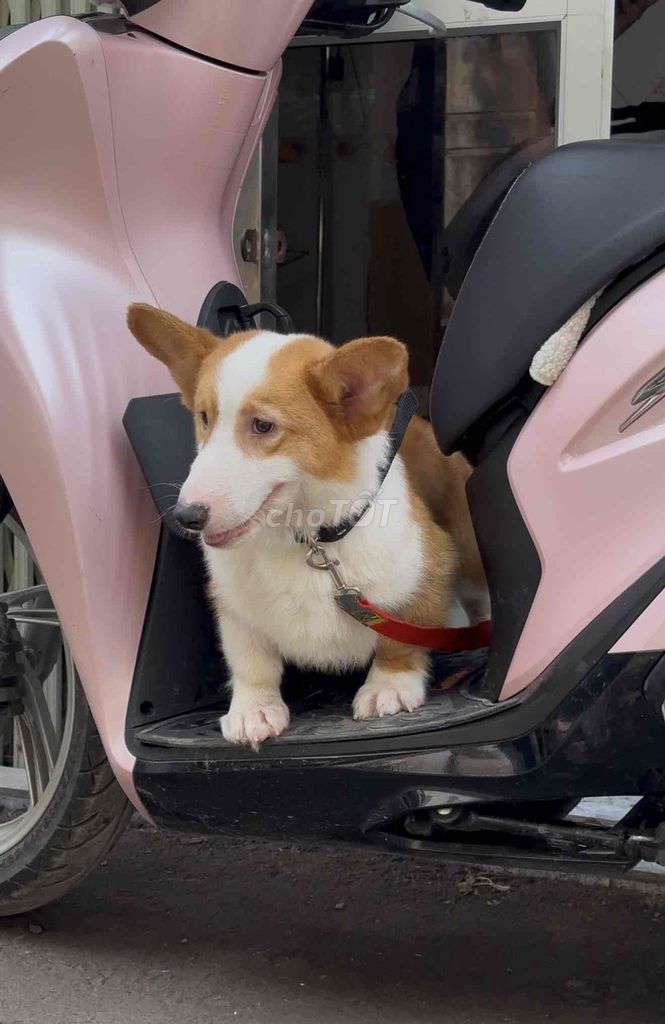 Chó Corgi đực. Mua bán Chó tại Huyện Thường Tín Hà Nội được đăng bởi Phương Thảo hình 1