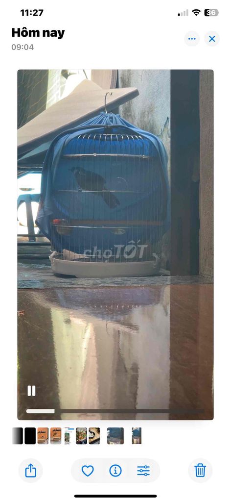 Chim cảnh màu Đen. Mua bán Chim tại Thành phố Huế Thừa Thiên Huế được đăng bởi Nguyennhan hình 1