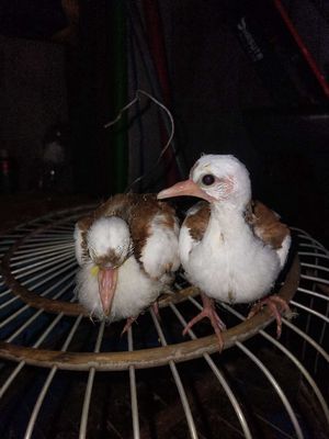 Cu thái vh den màu chuẩn cặp zin. Mua bán Chim tại Thành phố Dĩ An Bình Dương được đăng bởi Hai Tran
