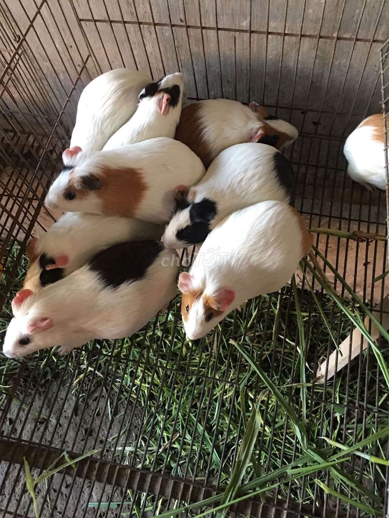 Chuột lang cả hai màu nhiều màu. Mua bán Thú cưng khác tại Thành phố Hà Tĩnh Hà Tĩnh được đăng bởi CHUỘT LANG HOÀNG LONG hình 1