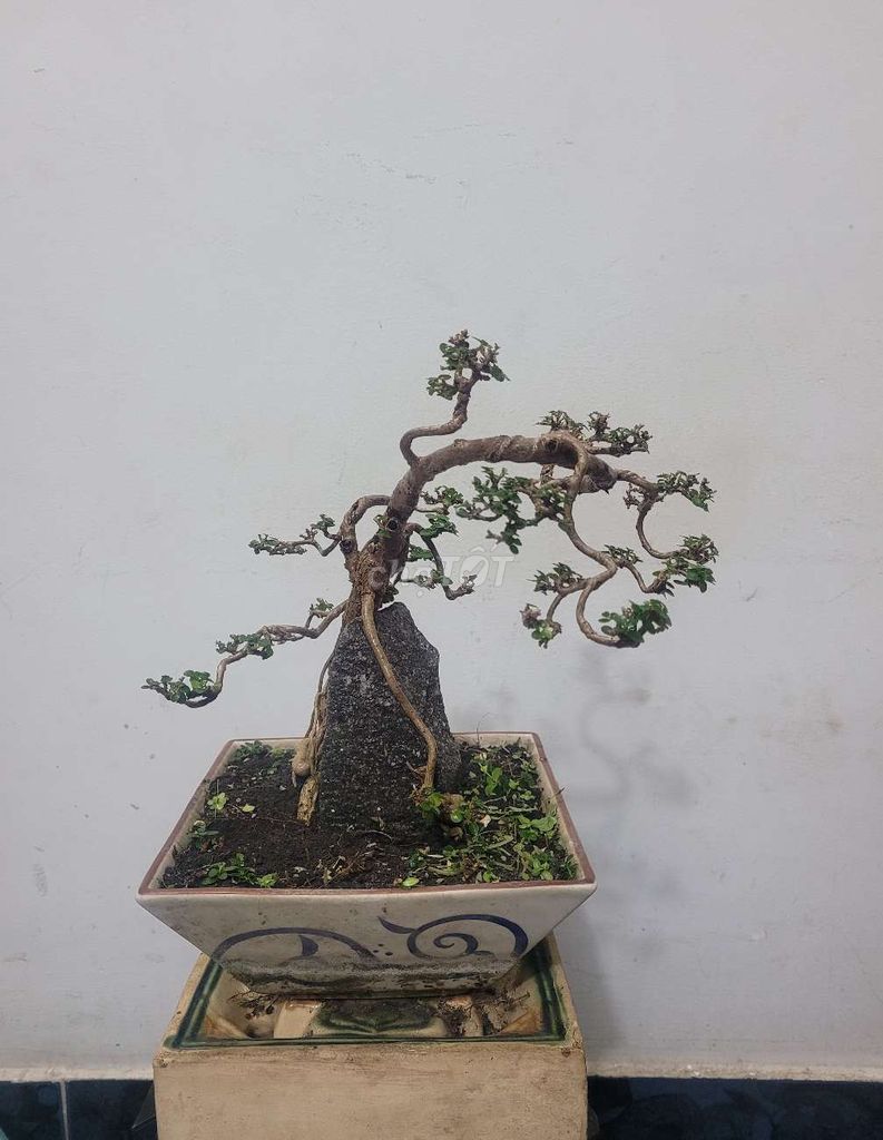 Bonsai Hương Sam