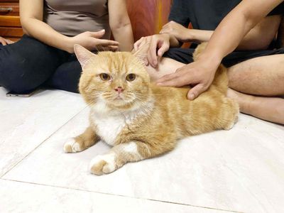 Mèo Anh lông ngắn vàng, đực, 18 tháng tuổi, 4kg