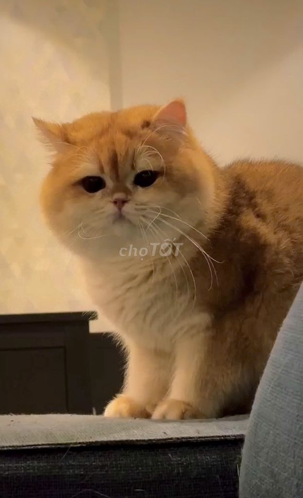 mèo Bố golden red nhập nga - mẹ munchkin thuần. Mua bán Mèo tại Huyện Hóc Môn Tp Hồ Chí Minh được đăng bởi Tùng Nguyễn hình 7
