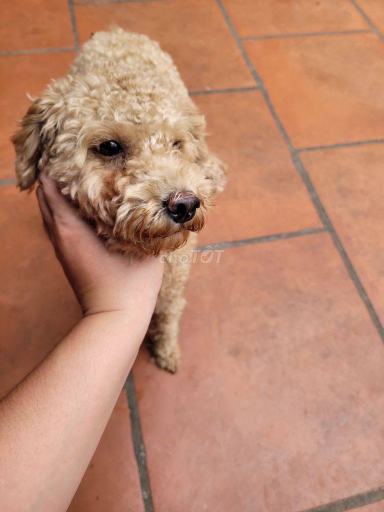 Chó Poodle cái màu Nâu vàng. Mua bán Chó tại Huyện Yên Phong Bắc Ninh được đăng bởi chuan le viet hình 1