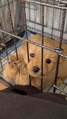 Chó Phốc Sóc lai Nhật, cái