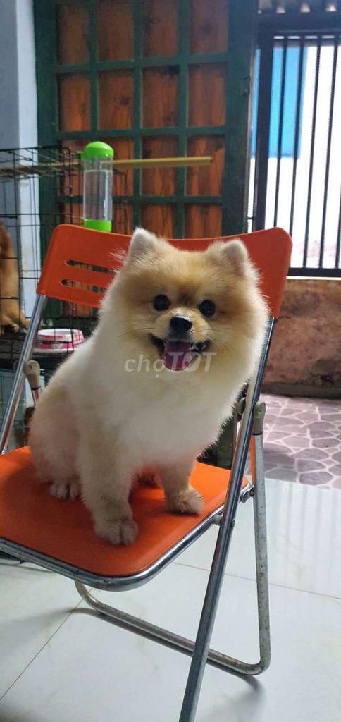 Bé đực 2 tuổi. Mua bán Chó tại Quận 1 Tp Hồ Chí Minh được đăng bởi Vân Ngô hình 4