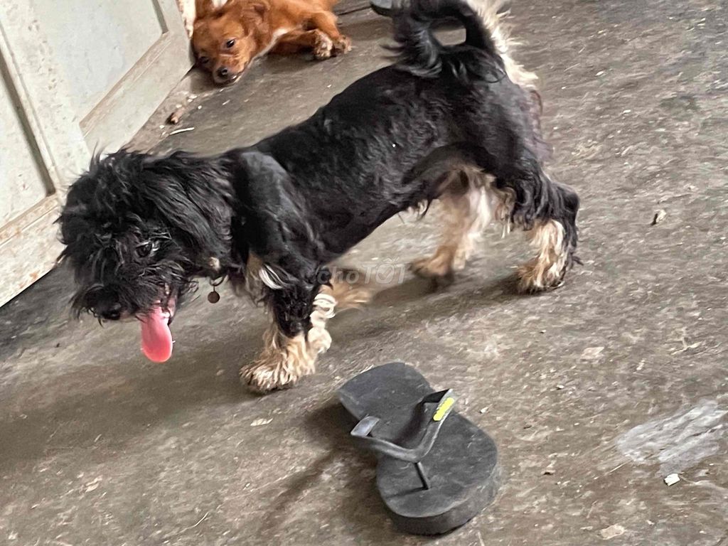 Chó Poodle đực 4 tháng Đen, nâu vàng. Mua bán Chó tại Quận Bắc Từ Liêm Hà Nội được đăng bởi sơn rabbit hình 1