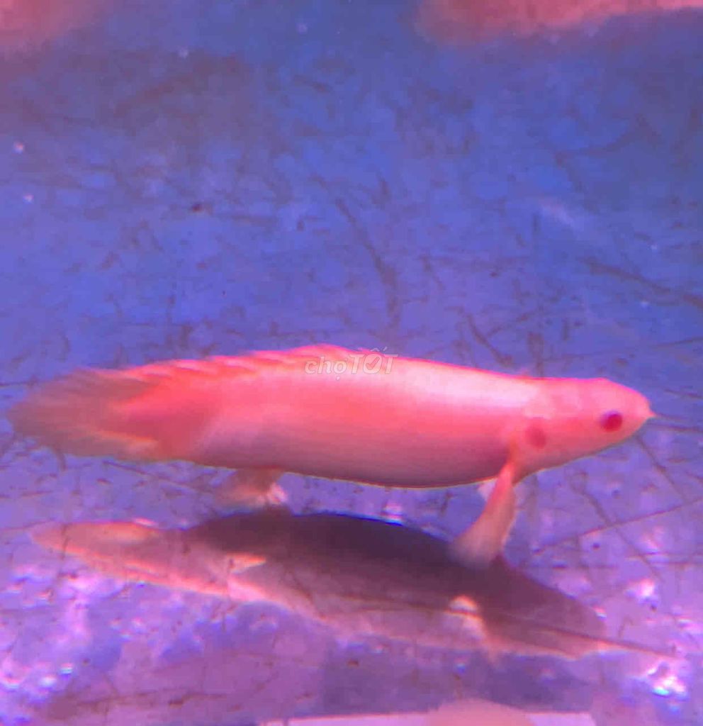 Cá Cửu Sừng Albino Short Body 10cm. Mua bán Thú cưng khác tại Huyện Bình Chánh Tp Hồ Chí Minh được đăng bởi Tuấn Anh Cá Kiểng Online hình 4