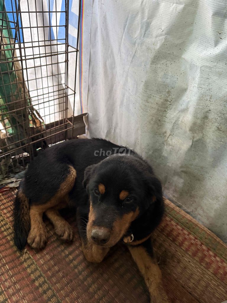 Chó con Rottweiler hơn 3 tháng tuổi tiêm ngừa rồi. Mua bán Chó tại Huyện Chợ Mới An Giang được đăng bởi Tâm FAW hình 2