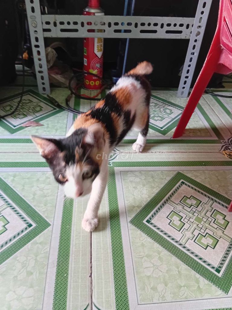 Mèo Tam thể cái đuôi cụt. Mua bán Mèo tại Huyện Củ Chi Tp Hồ Chí Minh được đăng bởi điện tử Học nguyễn hình 1