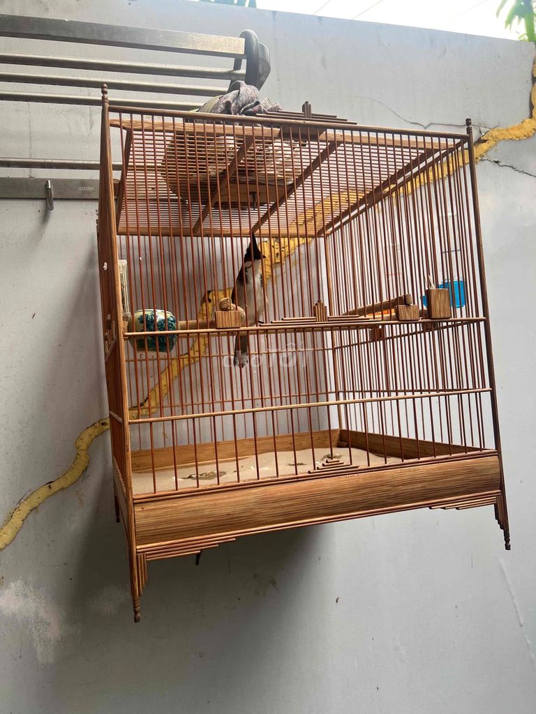 Chim chào mào không xác định. Mua bán Chim tại Quận 6 Tp Hồ Chí Minh được đăng bởi A Thành hình 1