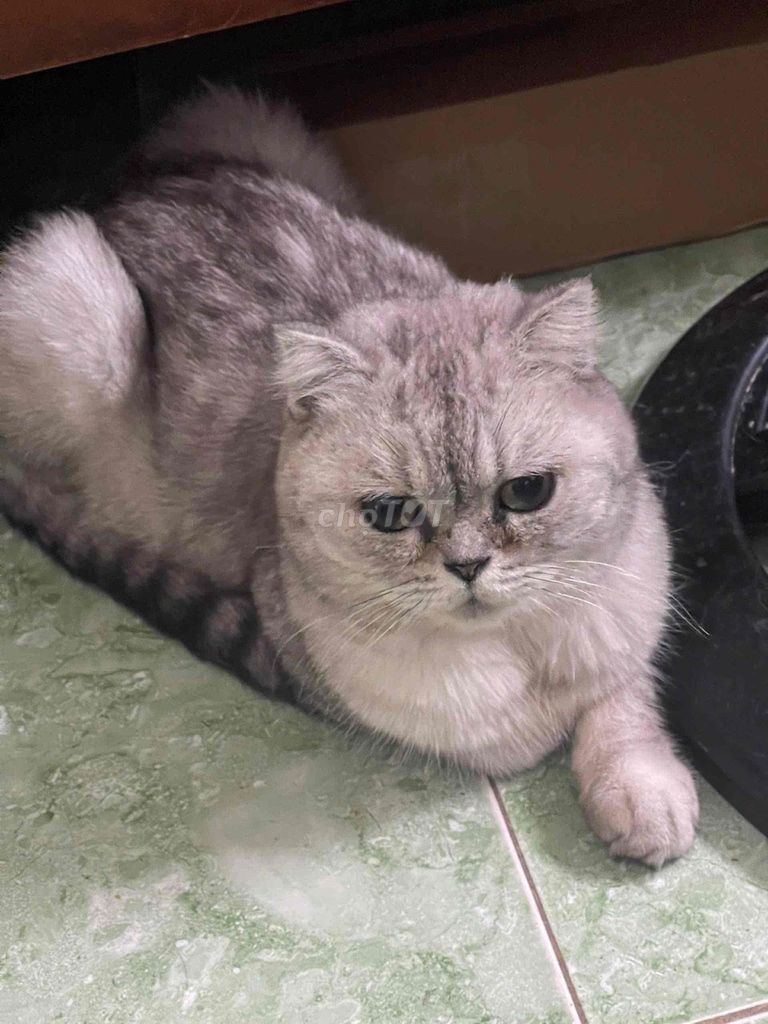 Mèo tai cụp Xám hiền lành. Mua bán Mèo tại Huyện Hoài Đức Hà Nội được đăng bởi Nam Phương hình 1