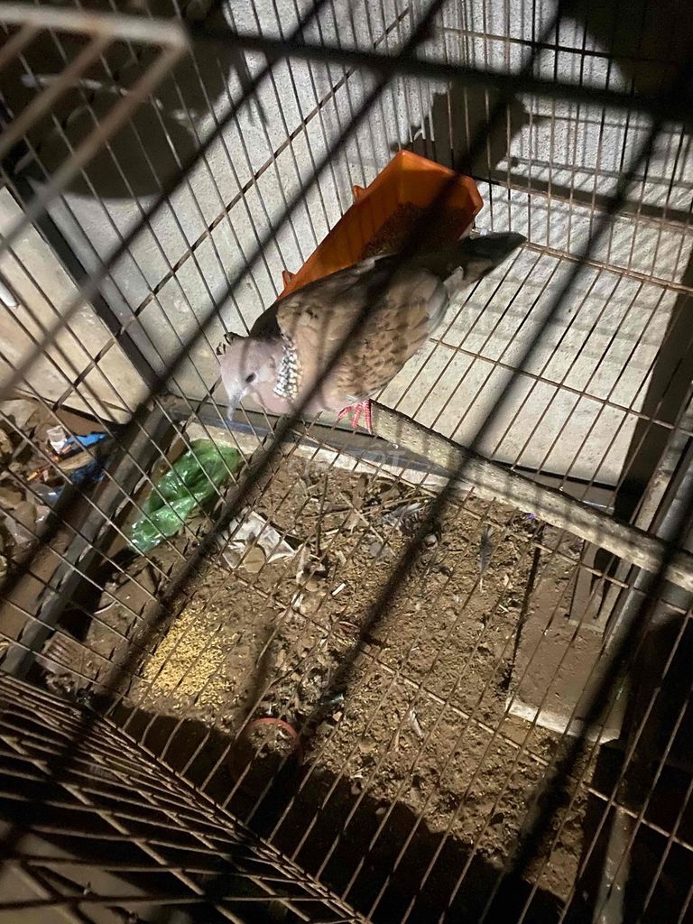 Chim Cu Thái đỏ chưa biết trống mái. Mua bán Chim tại Huyện Bến Lức Long An được đăng bởi Minh Liệu hình 1