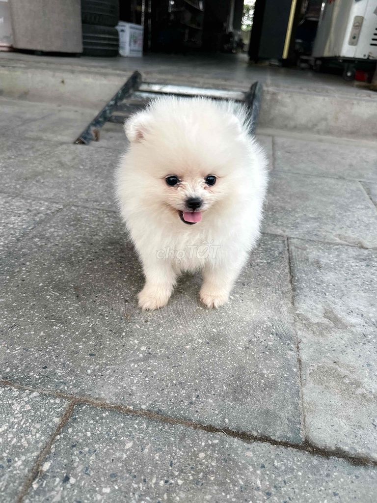 Chó Pomeranian Mini Trắng đã tiêm. Mua bán Chó tại Huyện Cẩm Giàng Hải Dương được đăng bởi Đào Thị Phương hình 1