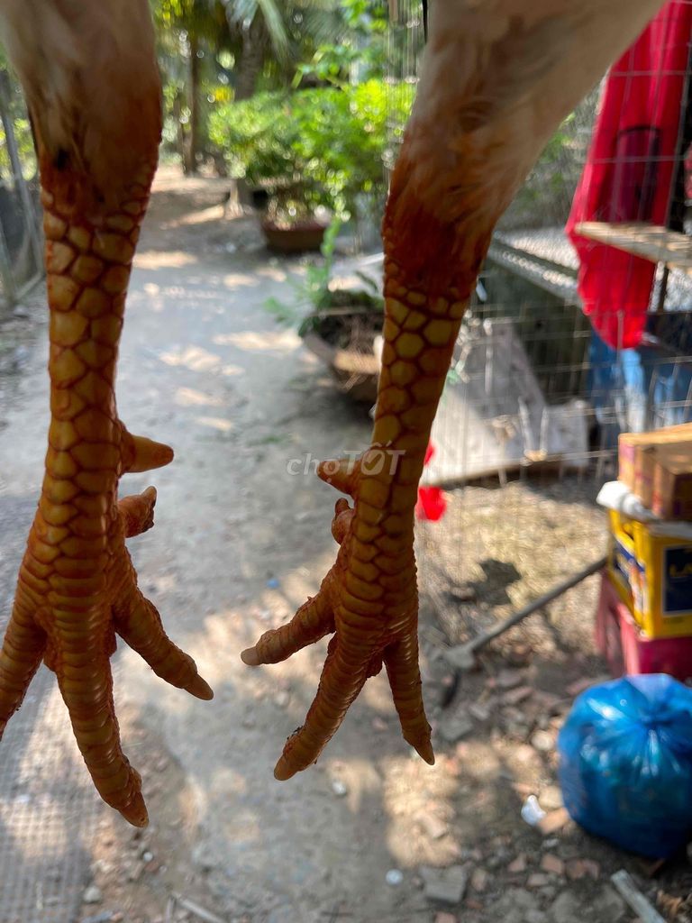 Gà trống Trắng 3.8kg đã tiêm. Mua bán Gà tại Huyện Châu Thành Bến Tre được đăng bởi cu tẻo hình 1