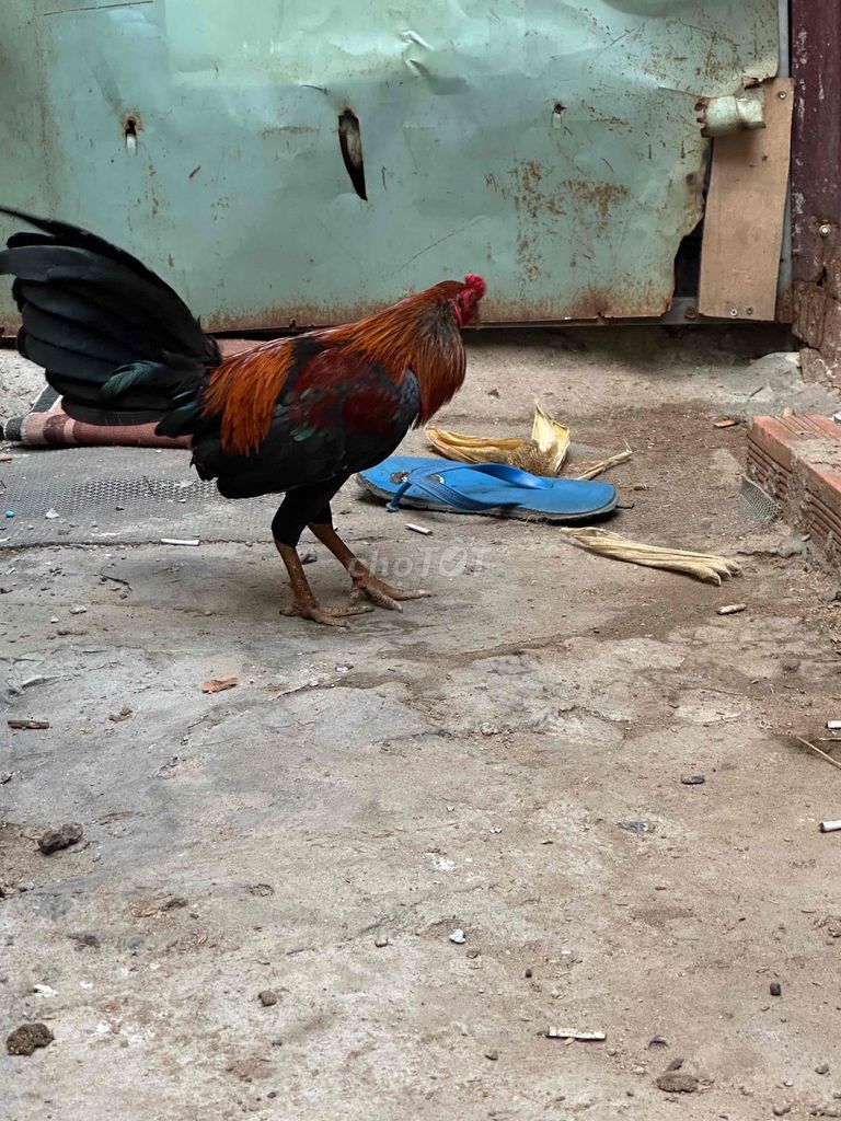 Gà chọi đực 7 tháng. Mua bán Gà tại Huyện Bình Chánh Tp Hồ Chí Minh được đăng bởi Huy hình 1