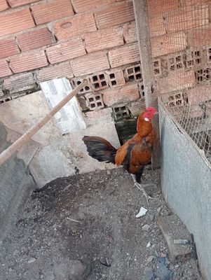 Gà tre tơ giáp cuban hơn 6th hiện 1k330. Mua bán Gà tại Thành phố Dĩ An Bình Dương được đăng bởi gà tre lai 