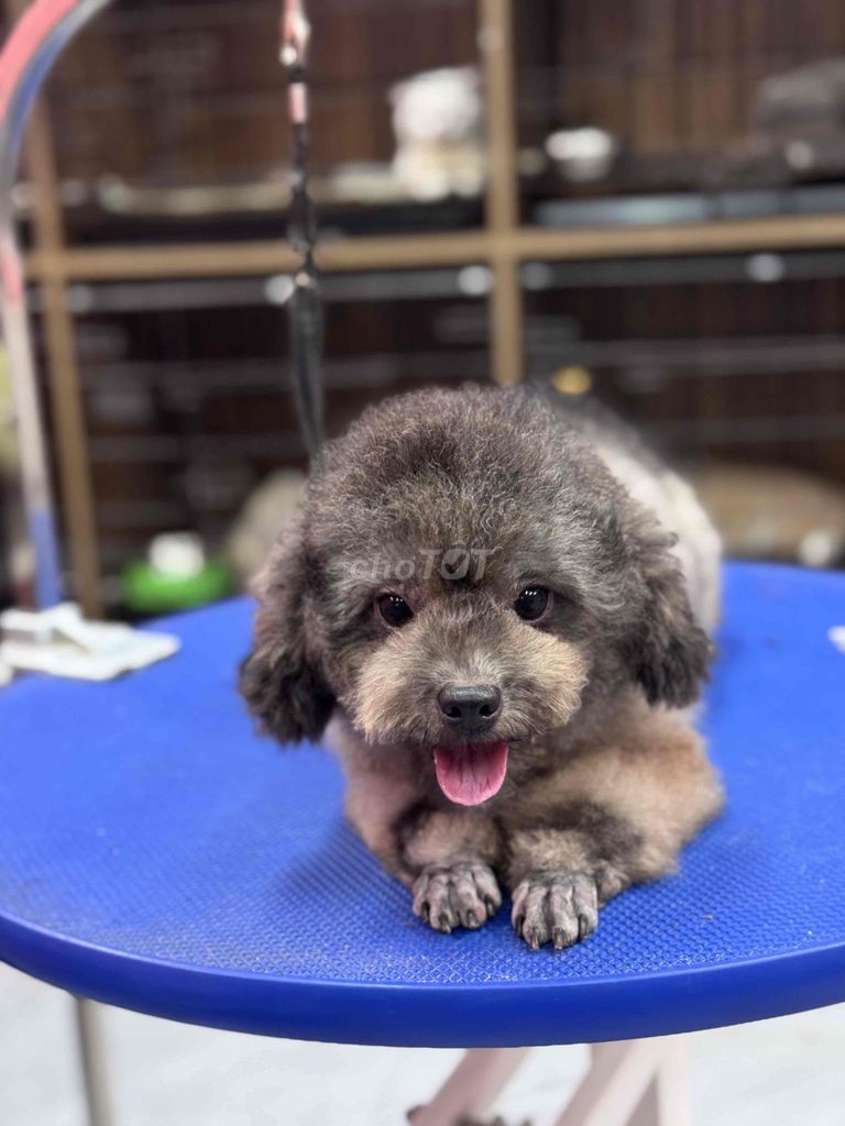 POODLE CÁI XÁM MÀU HIẾM GIÁ SIÊU RẺ