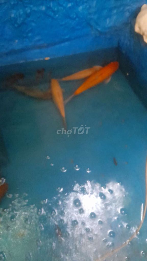 4 em như hình 1 kim sơn, 2 chép,  1 chep koi 30cm.