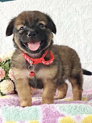 Gái Nhật F dễ thương chào sen yêu