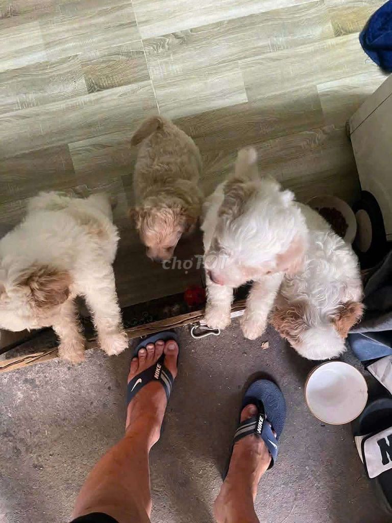 Chó Poodle không xác định. Mua bán Chó tại Quận Gò Vấp Tp Hồ Chí Minh được đăng bởi Nghiemvanvui hình 1