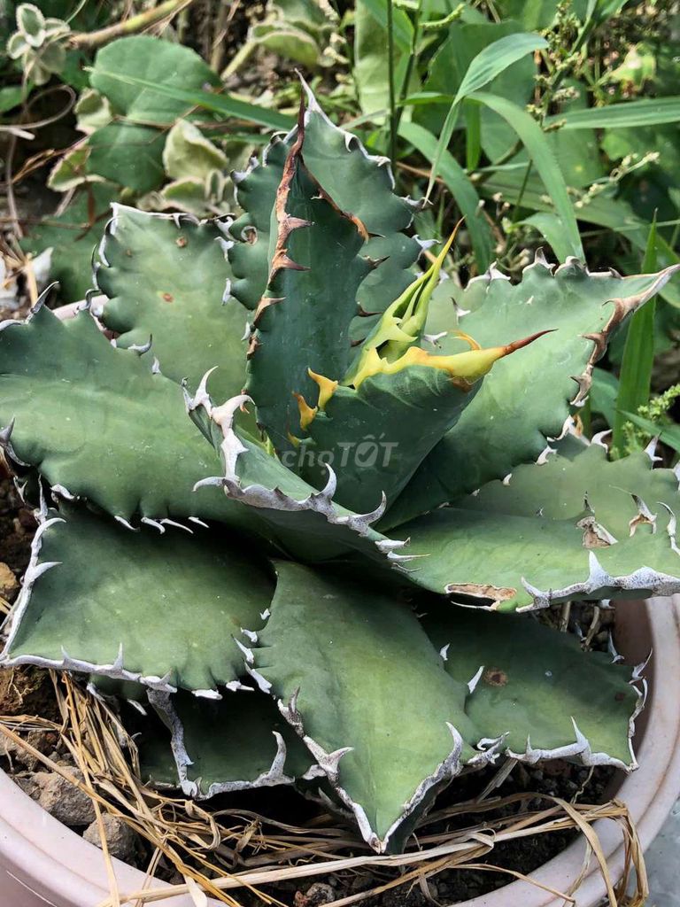 Cây cảnh Agave titan Xanh lá. Mua bán Cây cảnh, đồ trang trí tại Huyện Cầu Ngang Trà Vinh được đăng bởi Nguyễn Trần Hoài Phong  hình 1