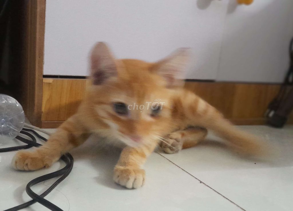 Tìm chủ cho mèo con