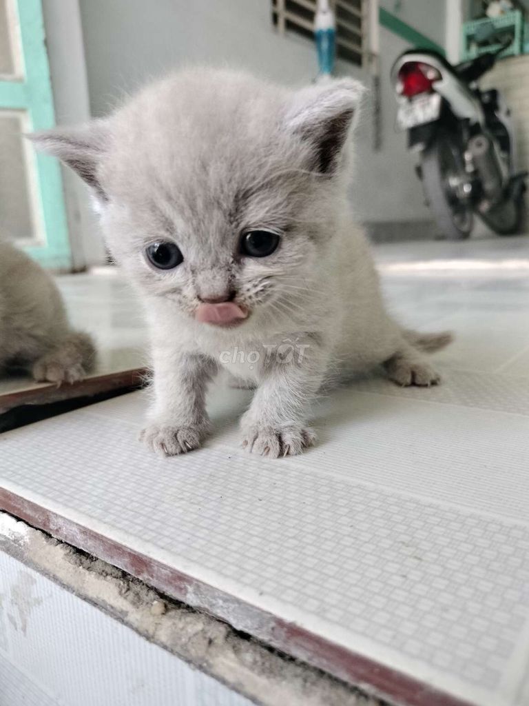 Mèo Anh lông ngắn 1 tháng Đực Cái. Mua bán Mèo tại Quận Cái Răng Cần Thơ được đăng bởi lê nhiên hình 1