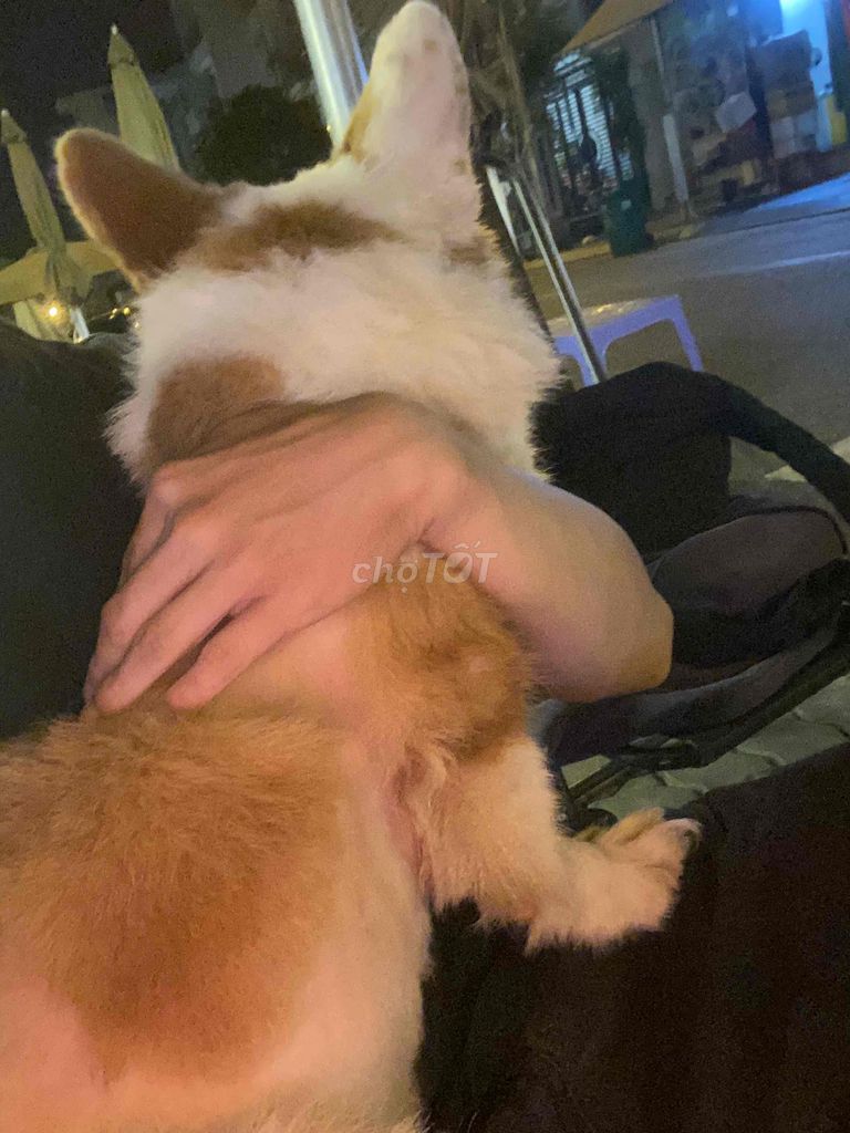 chó corgi. Mua bán Chó tại Quận 8 Tp Hồ Chí Minh được đăng bởi Nhóc Ken hình 3