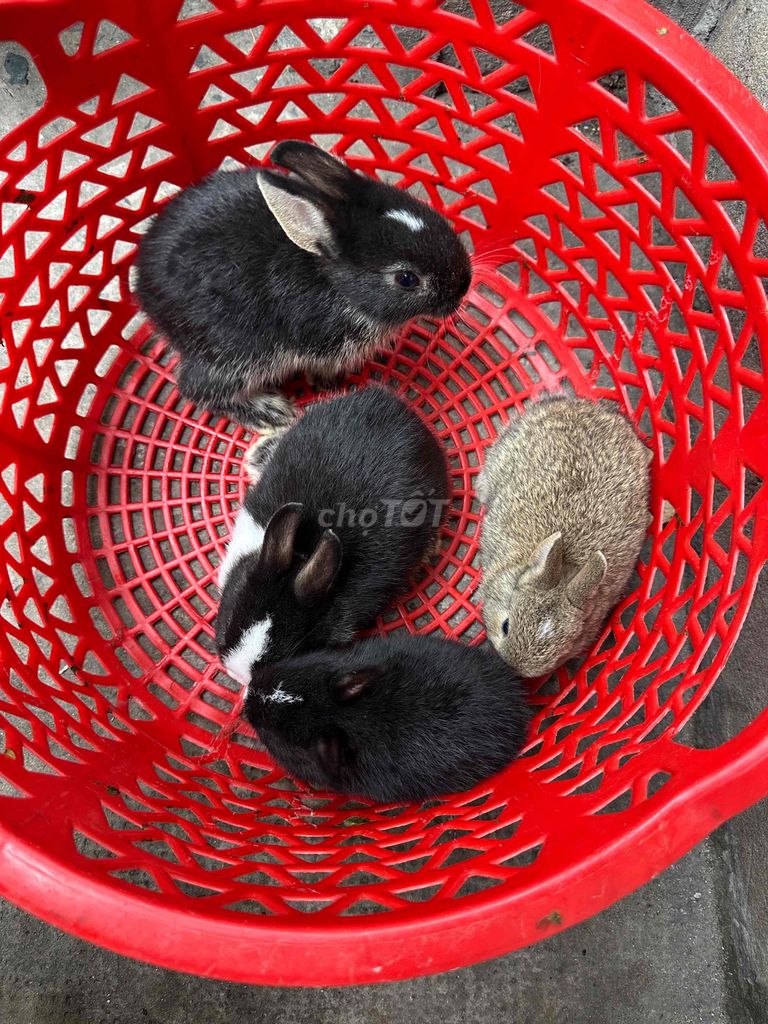 Thỏ Hà Lan lùn  Baby. Mua bán Thú cưng khác tại Quận Bình Tân Tp Hồ Chí Minh được đăng bởi gia kỳ hình 1