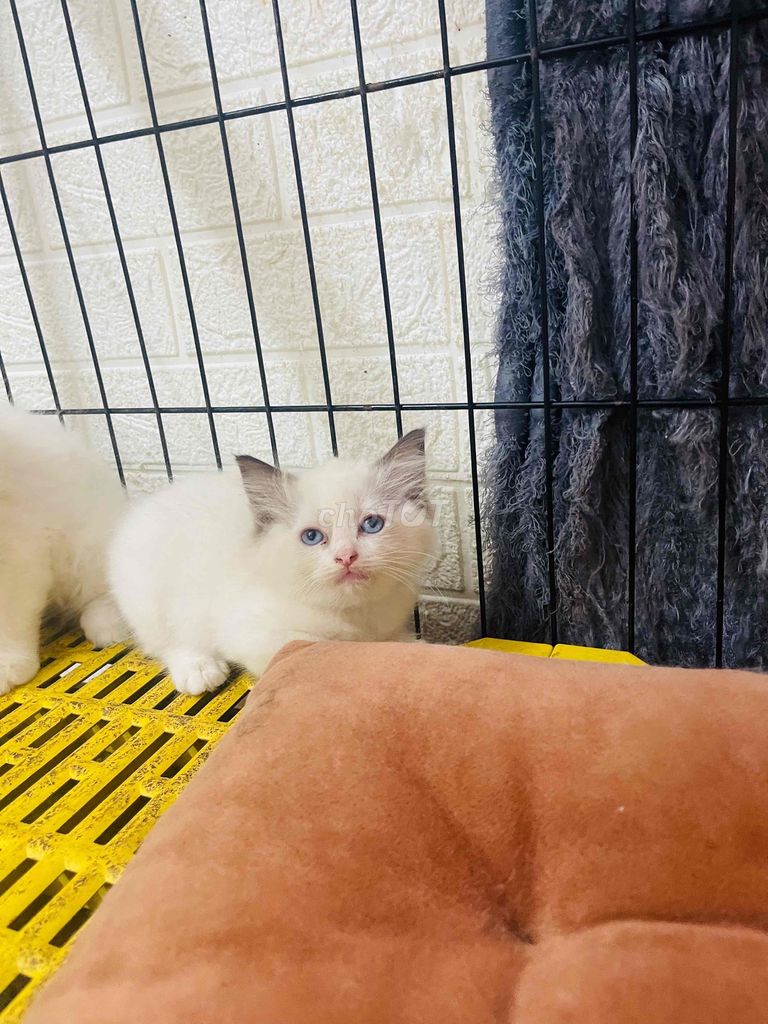 tìm nhà mới cho đàn ragdoll xinh