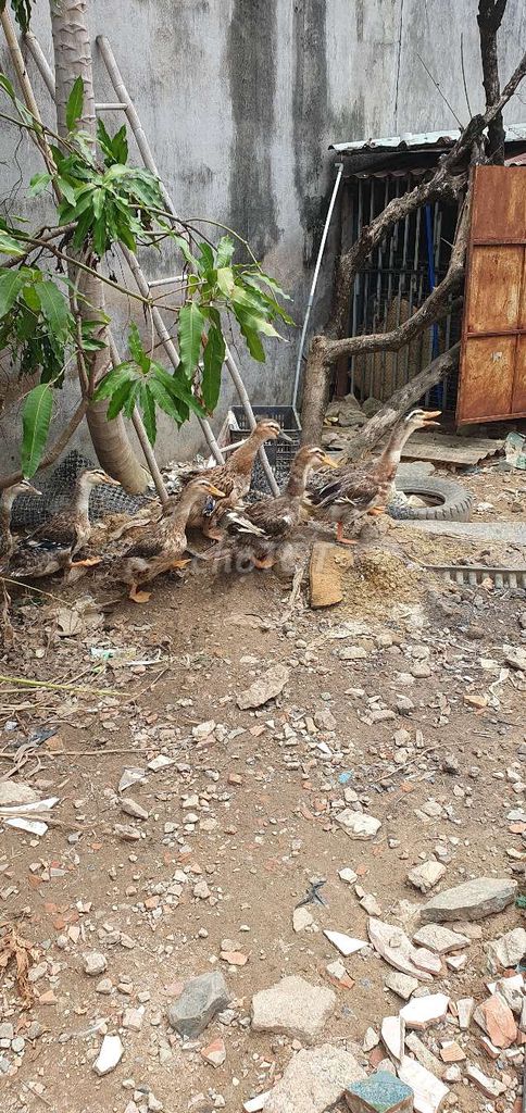 Vịt thả vườn Lúa, ngô nấu chín. Mua bán Thú cưng khác tại Thành phố Thuận An Bình Dương được đăng bởi Nguyen phu hình 1