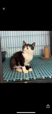 Góc Thú Cưng🐱Mèo Tuxedo Lai Anh Lông Ngắn. Mua bán Mèo tại Quận Bình Tân Tp Hồ Chí Minh được đăng bởi Kien Nguyen