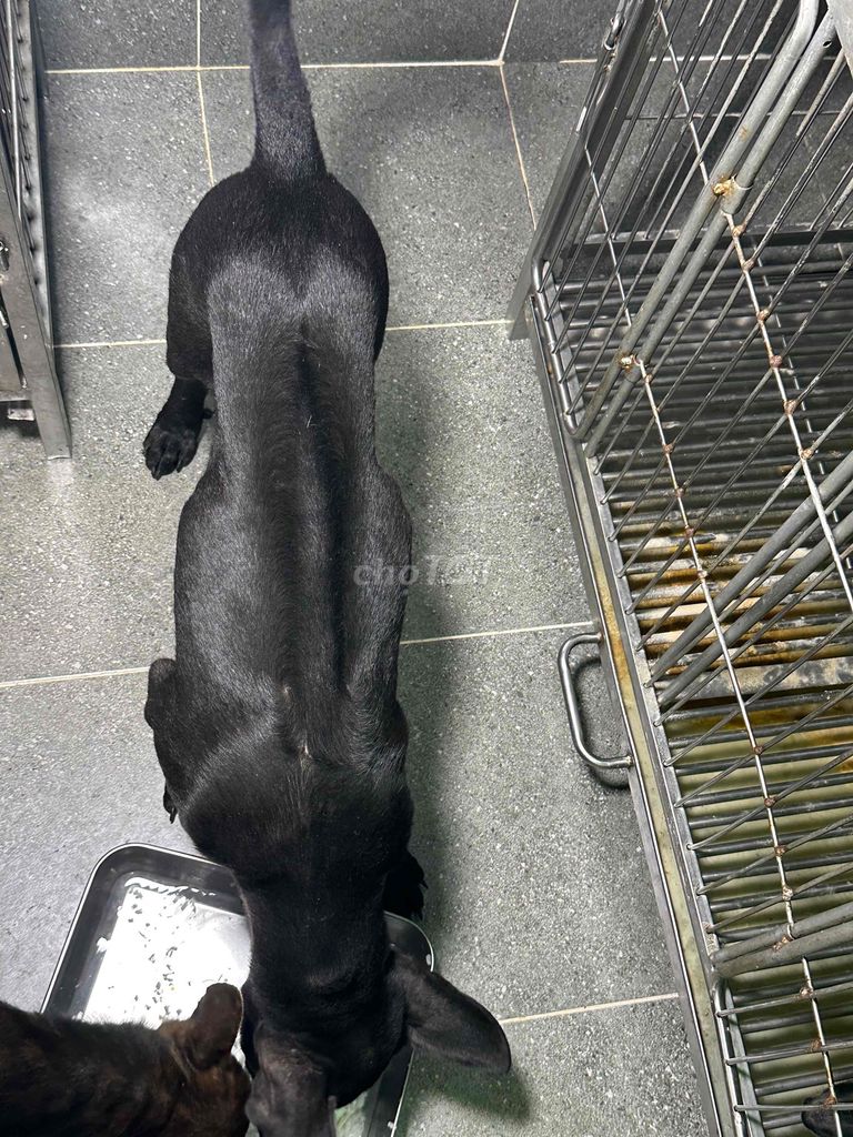 Chó Phú Quốc đen tuyền phong thuỷ. Mua bán Chó tại Quận 12 Tp Hồ Chí Minh được đăng bởi QB SHOP PETS hình 1