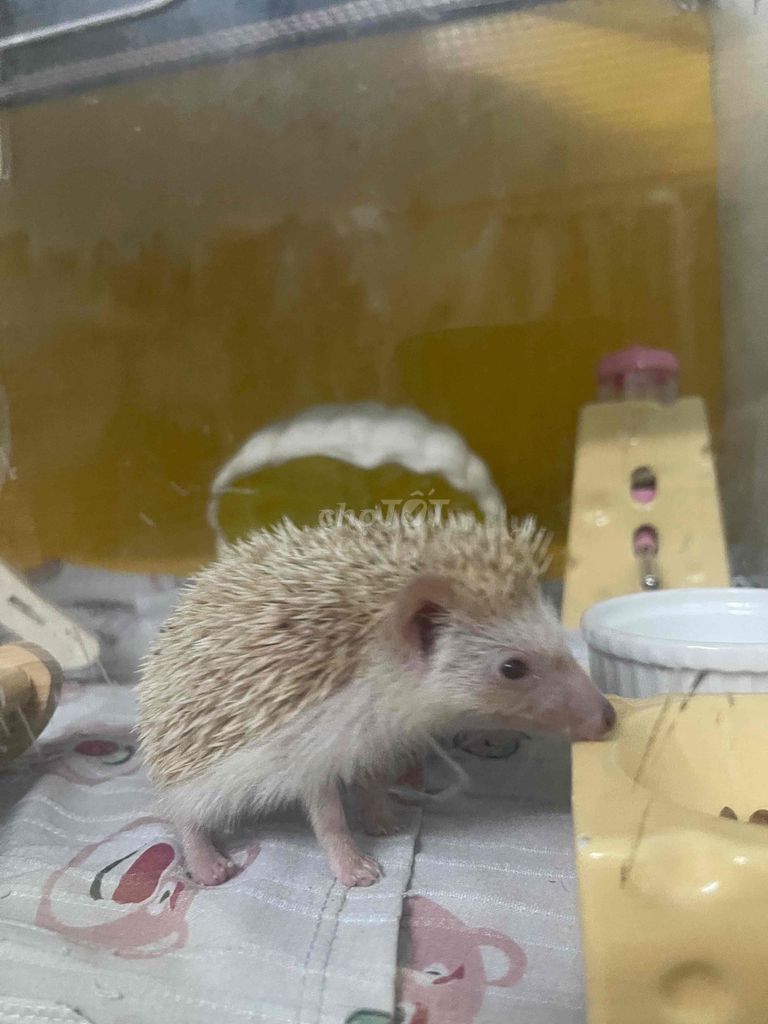 Nhím Kem sô cô la. Mua bán Thú cưng khác tại Quận 4 Tp Hồ Chí Minh được đăng bởi Kỳ Anh ‏‏ hình 1