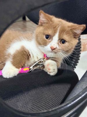 Mèo Bi ciamon đực. Mua bán Mèo tại Quận 11 Tp Hồ Chí Minh được đăng bởi loan