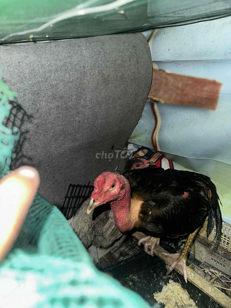 gà đòn ô chuối 50/thái 50 việt. Mua bán Gà tại Quận 12 Tp Hồ Chí Minh được đăng bởi Nam Anh hình 3