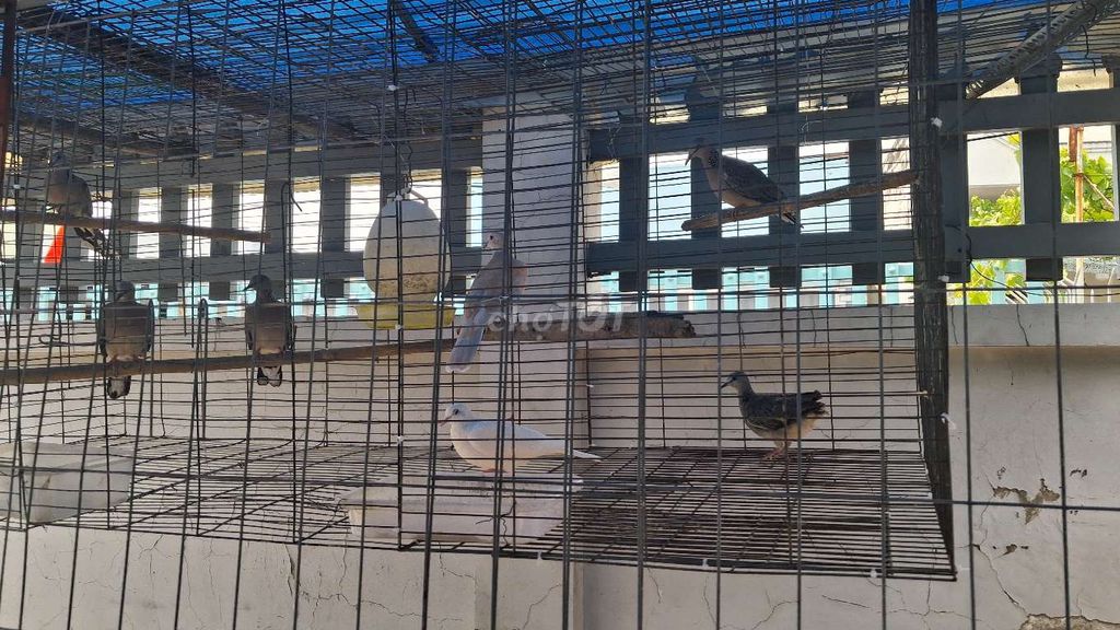 Giao lưu mọi thể loại. Mua bán Chim tại Thành phố Thủ Đức Tp Hồ Chí Minh được đăng bởi Nguyễn Minh Phi hình 1