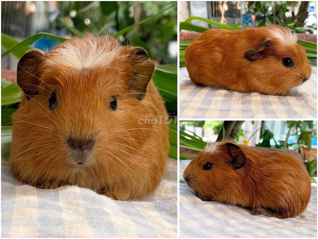 Bọ ú Cali x Crested đực(QUẬN 6). Mua bán Thú cưng khác tại Quận 6 Tp Hồ Chí Minh được đăng bởi Phạm Nguyễn Minh Ngọc hình 1