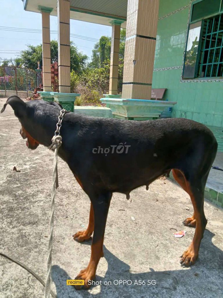 Chó Doberman cái trên 30kg đen vàng. Mua bán Chó tại Huyện Củ Chi Tp Hồ Chí Minh được đăng bởi Nhung Phạm hình 1