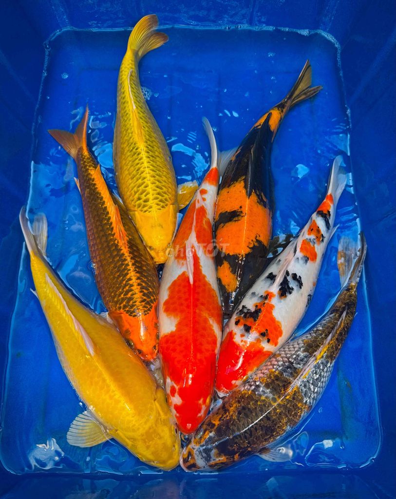 10Kg KOI F1 Nhật