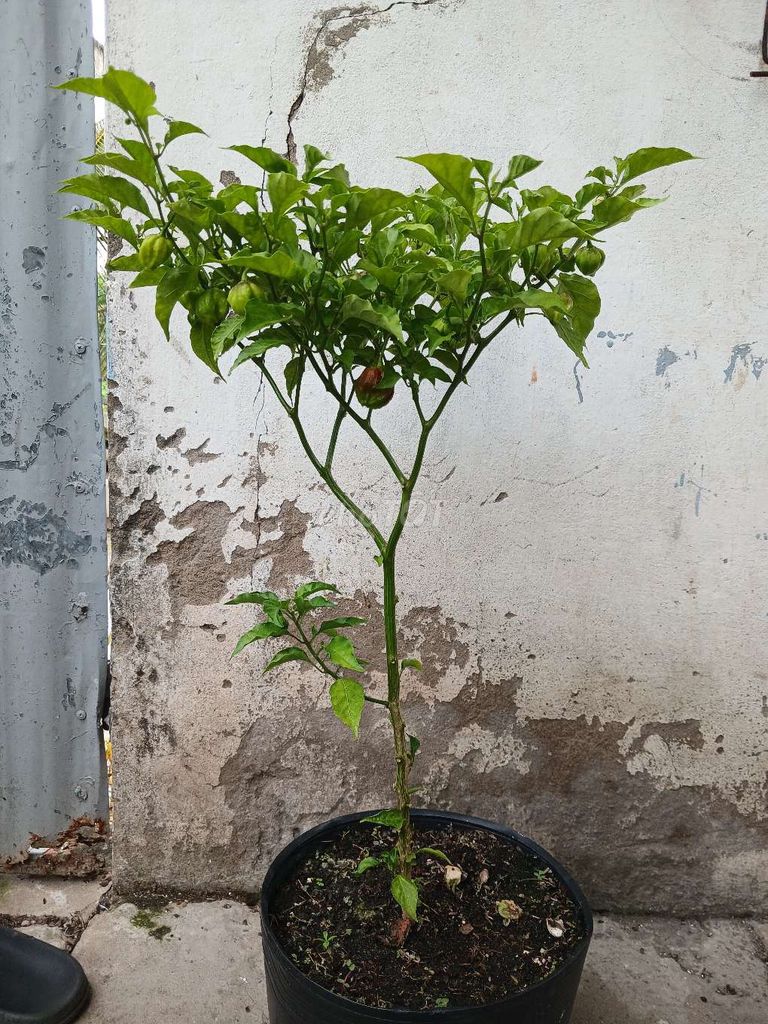 Cây ớt Carolina Reaper Chocolate siêu cay. Mua bán Cây cảnh, đồ trang trí tại Quận Bình Thuỷ Cần Thơ được đăng bởi khánh hình 1