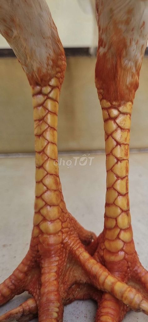 Mái Thái Mỹ bướm 2k3 chân vàng . Mua bán Gà tại Thành phố Tân An Long An được đăng bởi Nguyễn Khánh  hình 1