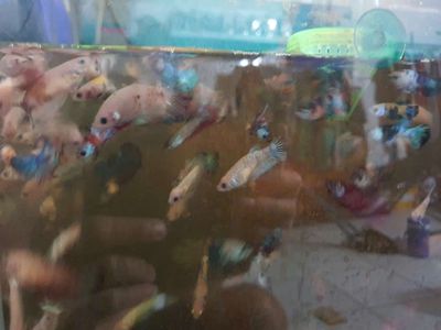 Betta thủy sinh. Mua bán Thú cưng khác tại Quận Tân Phú Tp Hồ Chí Minh được đăng bởi Thiện cảnh betta
