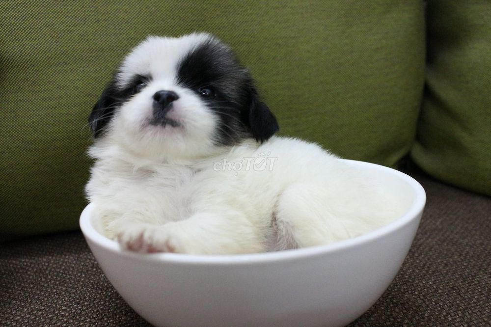 Chó pom bk teacup 460 gram, 2 tháng