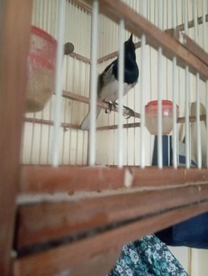 Choè than Miền Trung