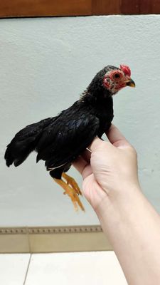 Gà Tre bắc Ô mo. Mua bán Gà tại Huyện Chương Mỹ Hà Nội được đăng bởi Ga tre bac